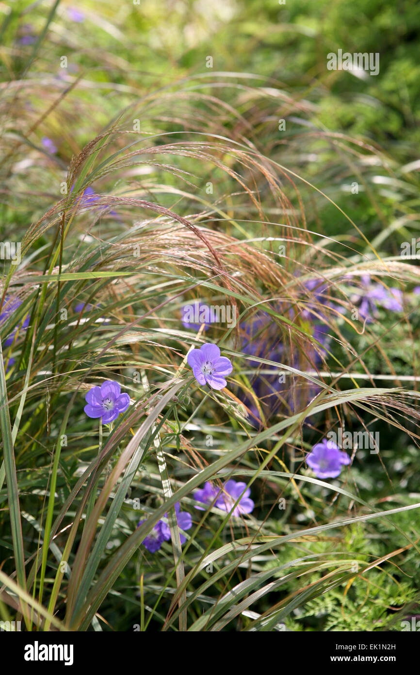 Geranium 'Brookside' in Anemanthele lessoniana grasses Stock Photo