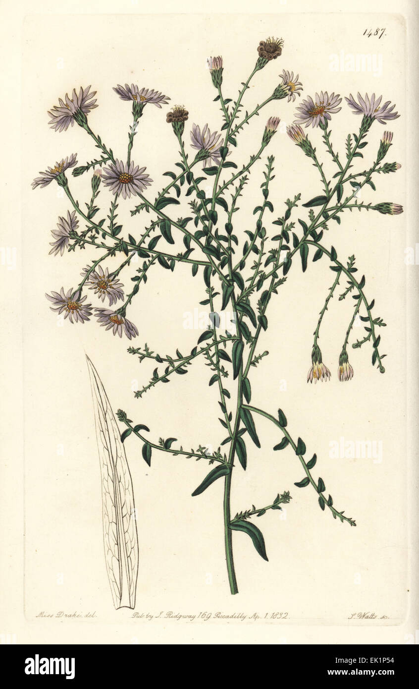 New York aster, Symphyotrichum dumosum (Coris-leaved starwort, Aster coridifolius). Stock Photo
