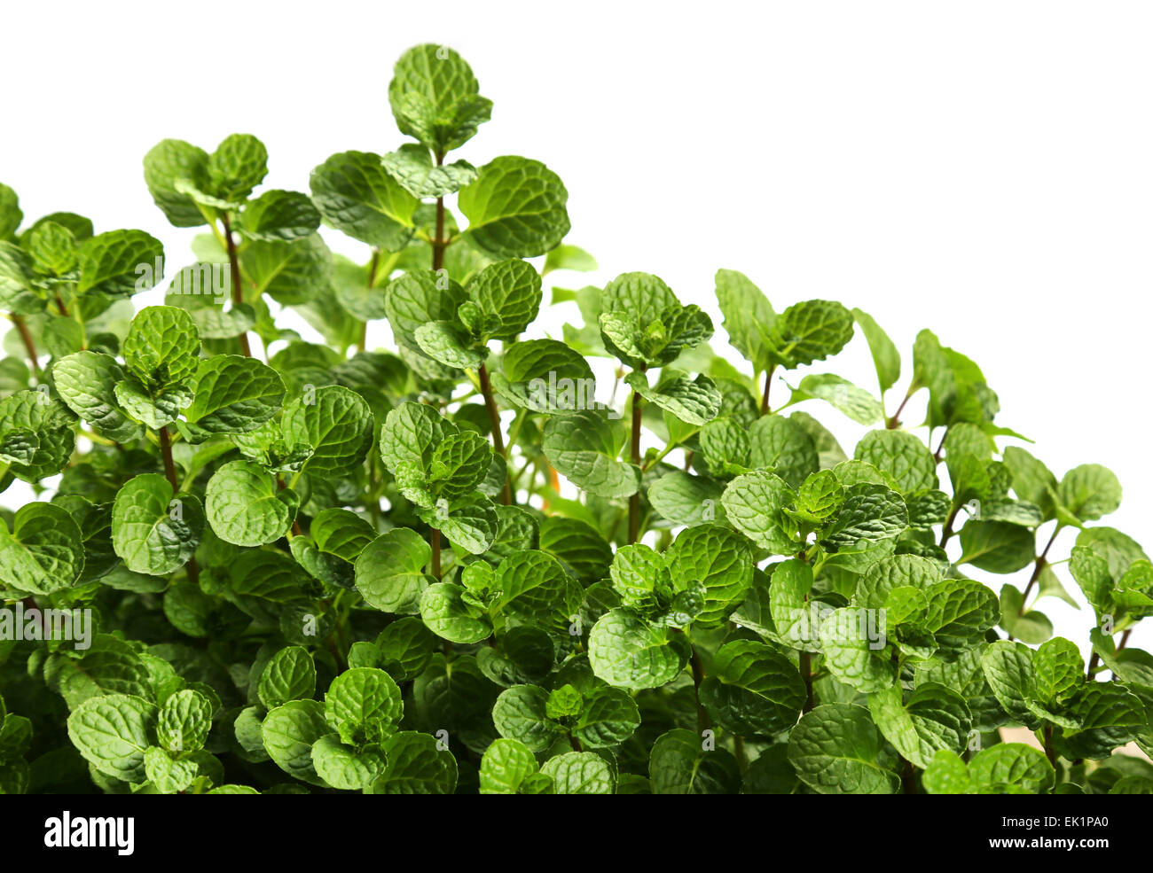 Mint leaves over white background Stock Photo