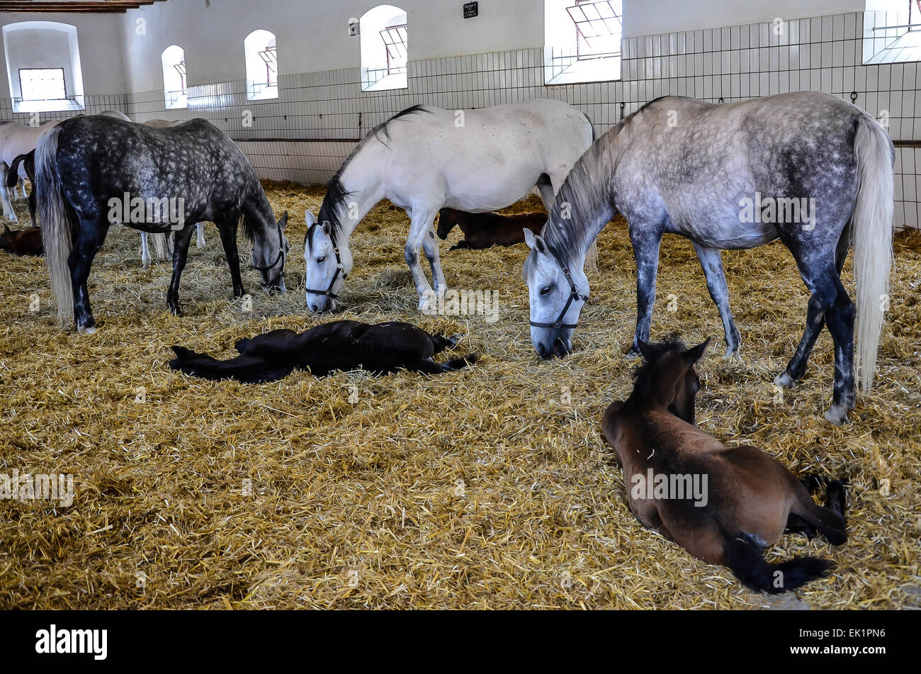 federal stud world famous Lipizzaners Mares and foals Stock Photo