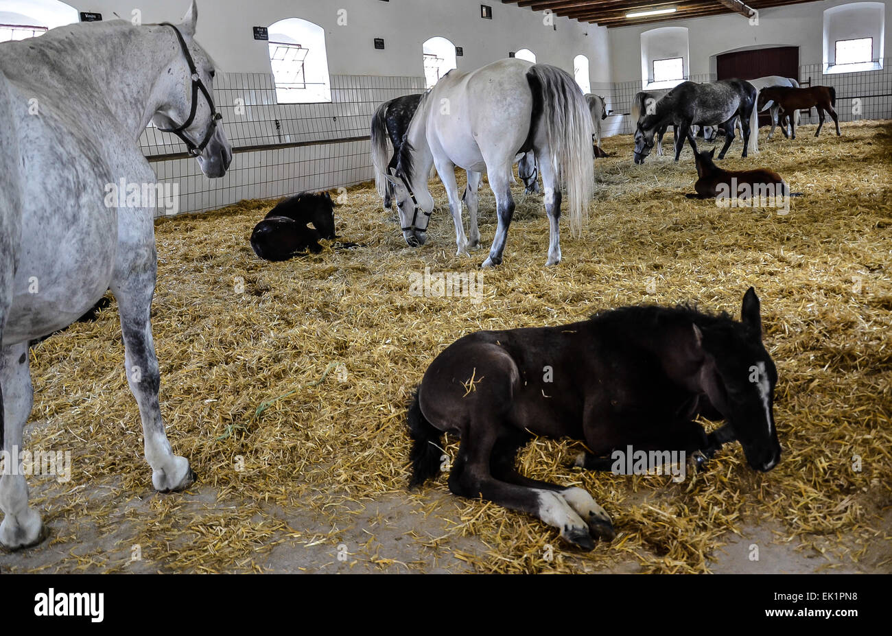 federal stud world famous Lipizzaners Mares and foals Stock Photo
