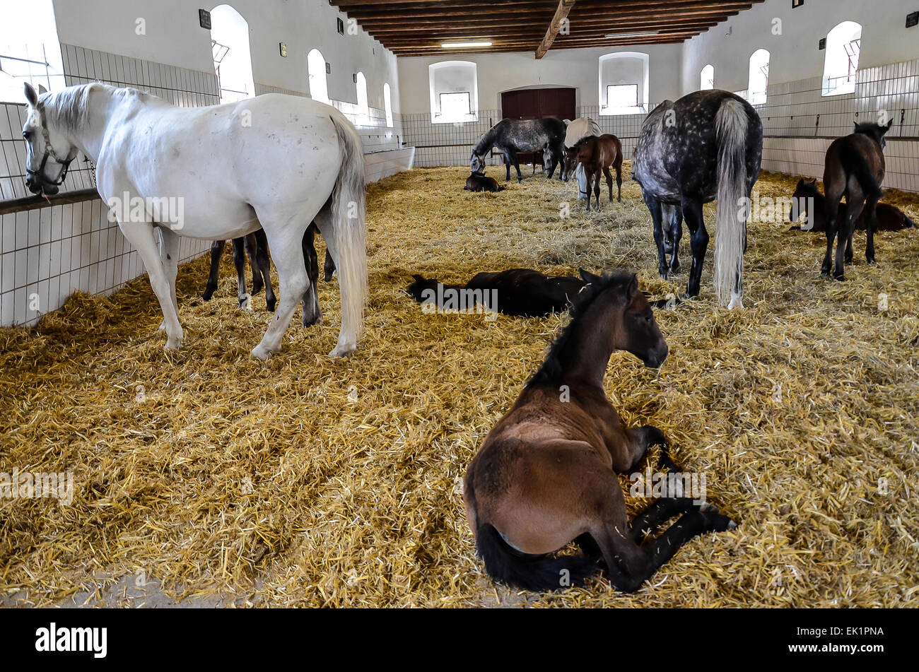 federal stud world famous Lipizzaners  Mares and foals Stock Photo