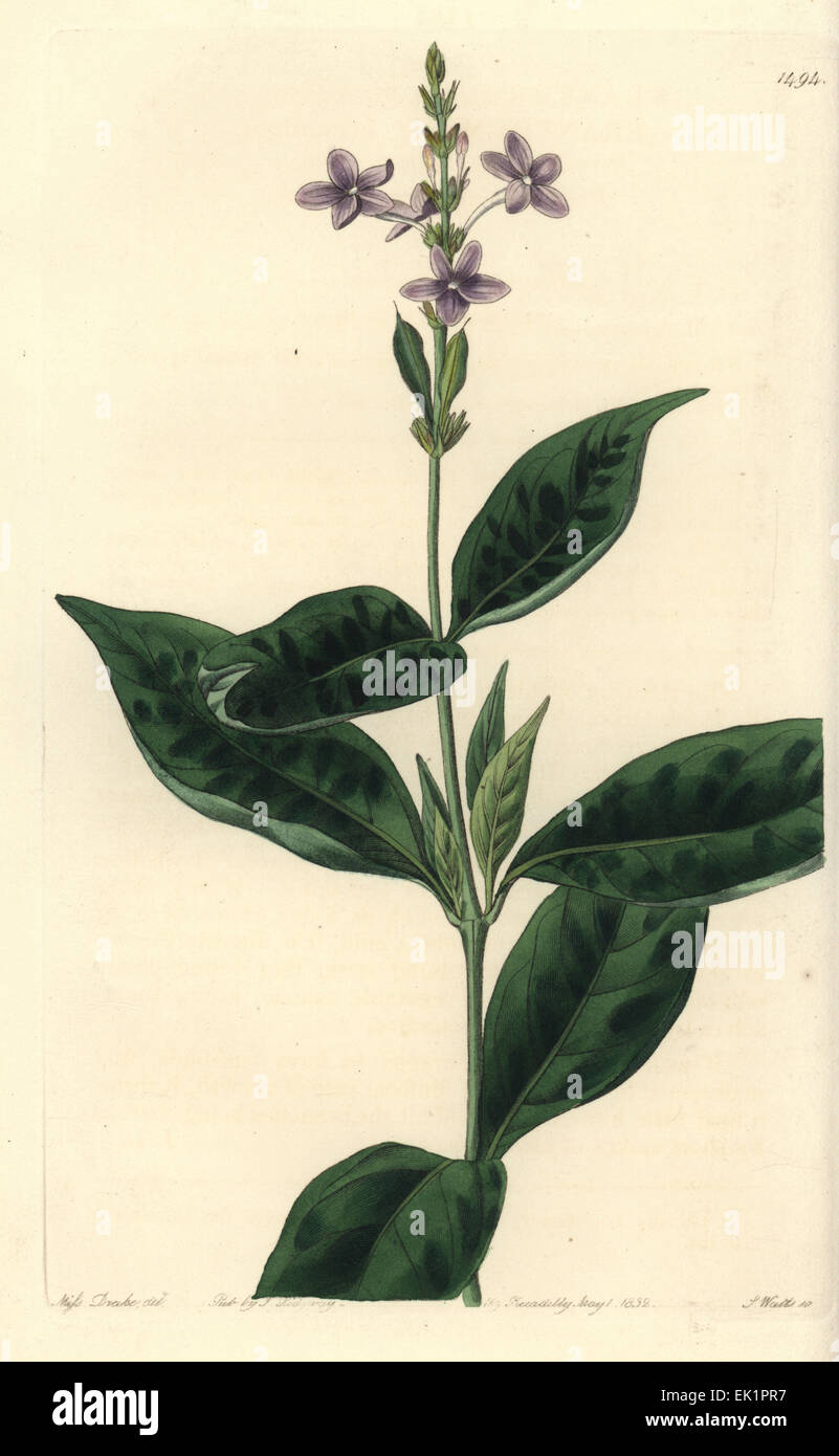 Pseuderanthemum faecundum (Ever-blowing eranthemum, Eranthemum faecundum). Stock Photo