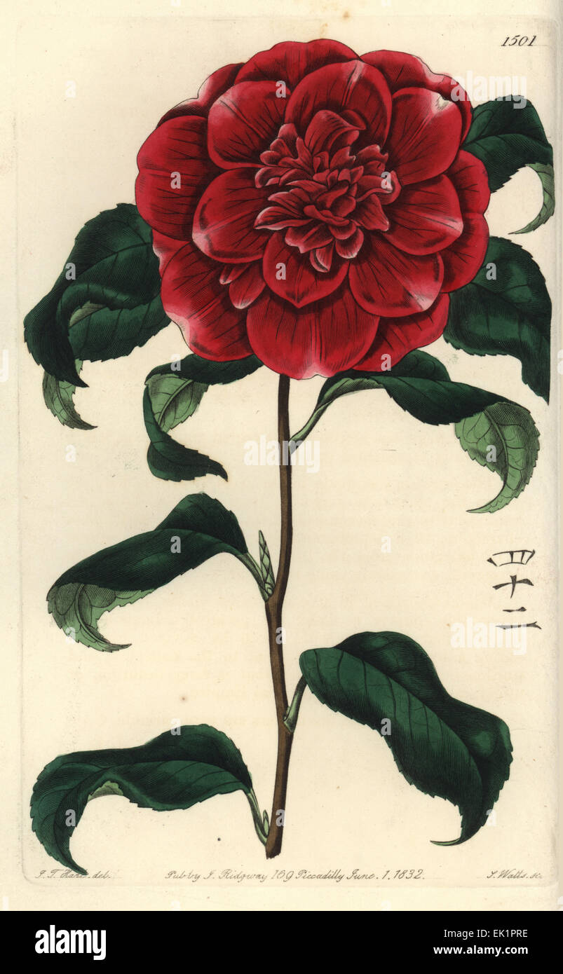 Mr. Reeves' crimson camellia, Camellia japonica var. Reevesiana. With Chinese characters for the number 42. Stock Photo