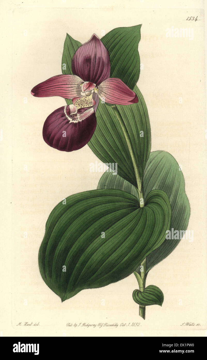 Large-flowered cypripedium or large-flowered lady's slipper orchid, Cypripedium macranthos. Stock Photo
