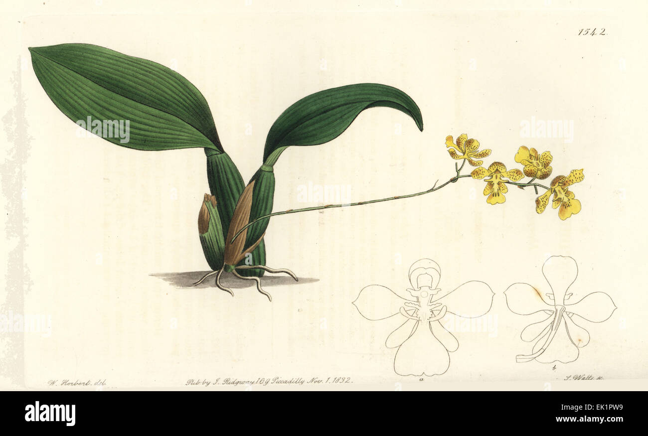 Gomesa cornigera orchid (Horned oncidium, Oncidium cornigerum). Stock Photo