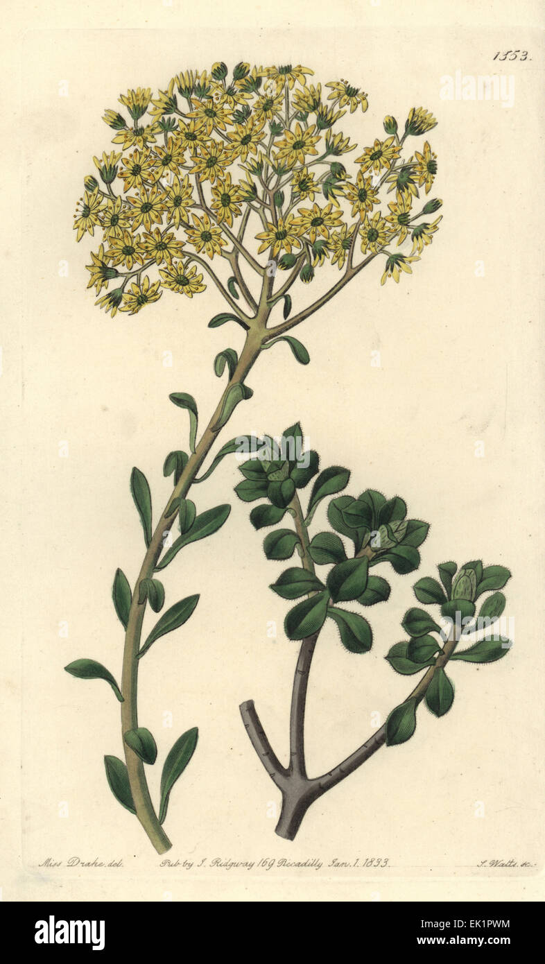 Villous houseleek, Sempervivum villosum. Stock Photo