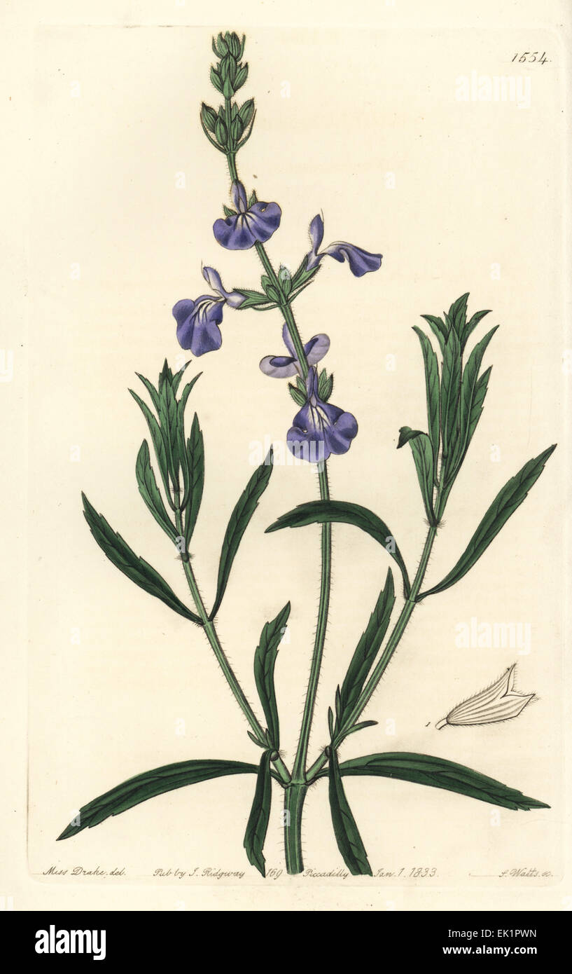 Prairie sage, Salvia azurea (Narrow-leaved sage, Salvia angustifolia). Stock Photo