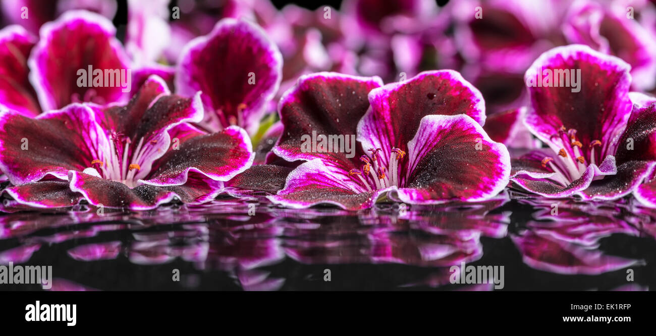 Beautiful spa concept geranium hi-res stock photography and images - Alamy