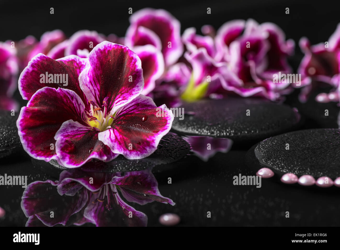 beautiful spa background of geranium flower, beads and black zen stones ...