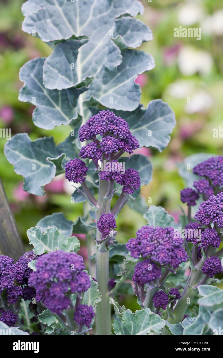 Brassica oleraceae. Purple sprouting broccoli in the vegetable garden. Stock Photo