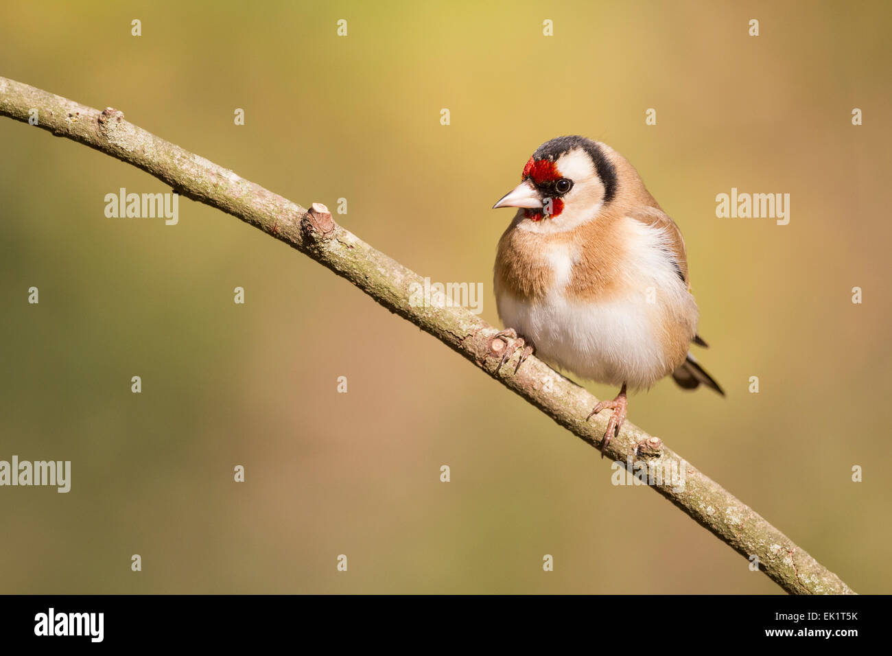 European Goldfinch (Carduelis carduelis) perched on branch. Collserola Natural Park. Catalonia. Spain. Stock Photo