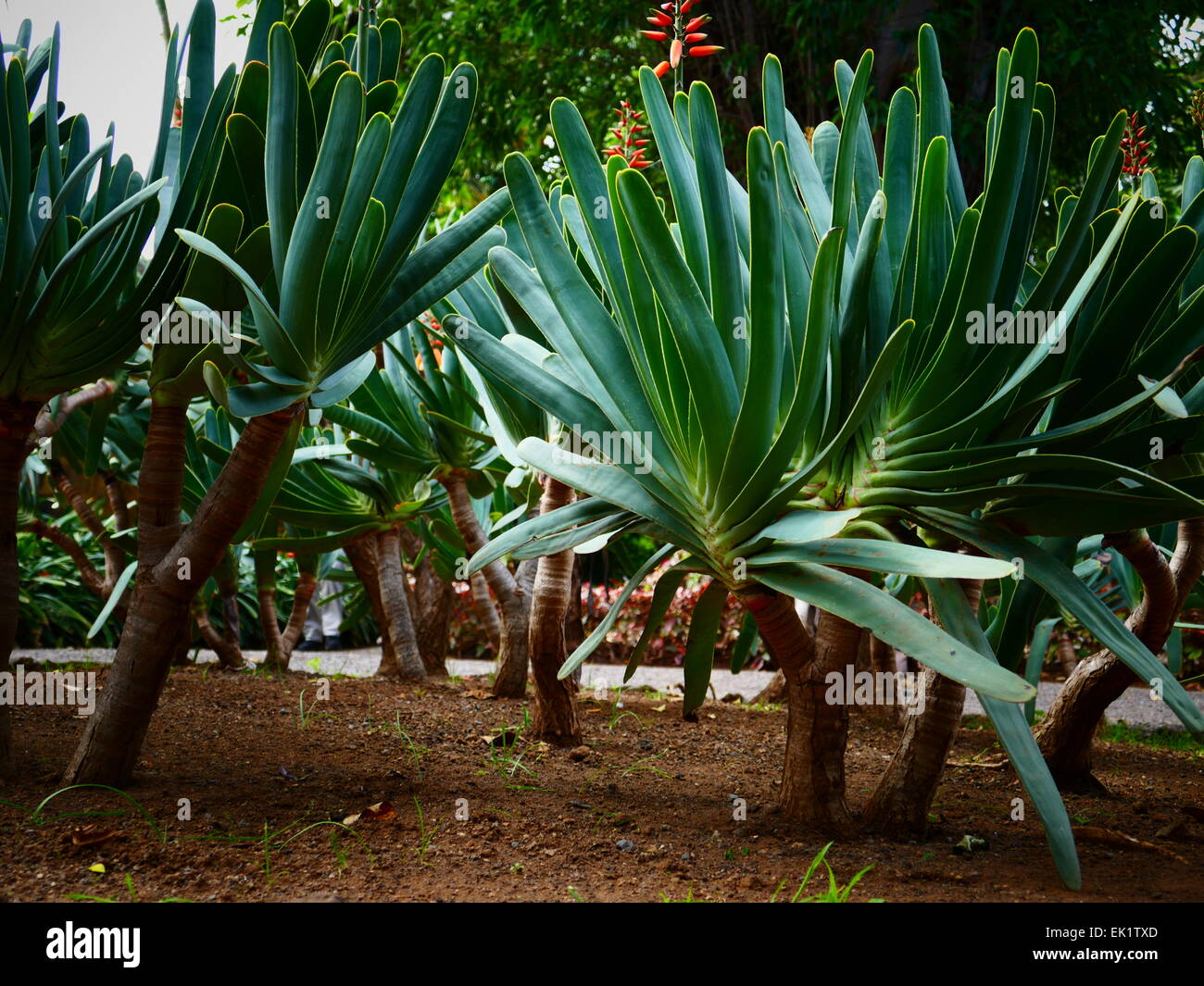 aloe vera creme reformhaus Santaverde