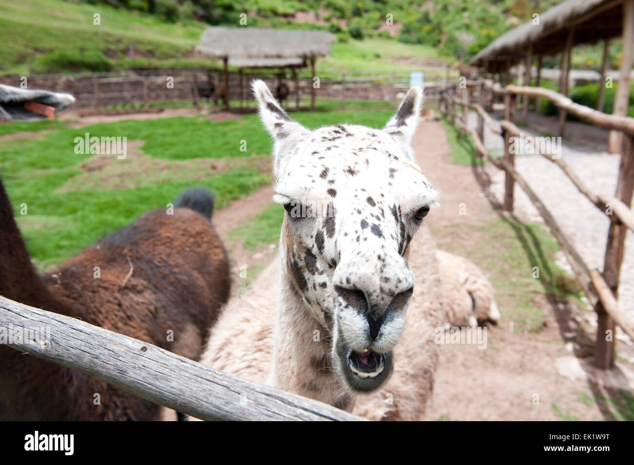 Shaggy lama hi-res stock photography and images - Alamy