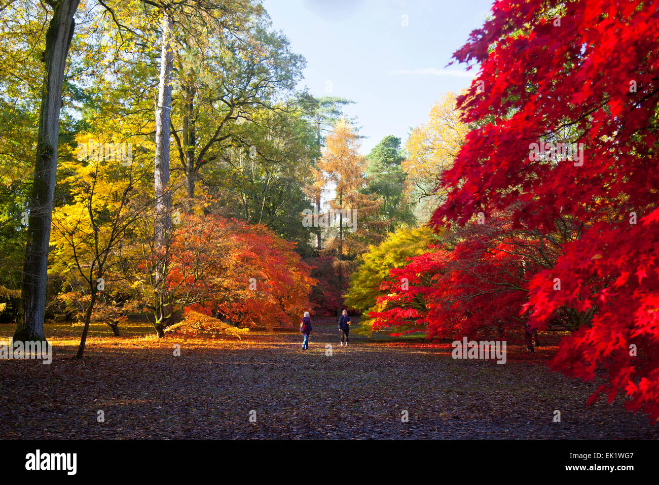 Autumn colour in the Acer Glade at Westonbirt Arboretum, Gloucestershire, England, UK Stock Photo