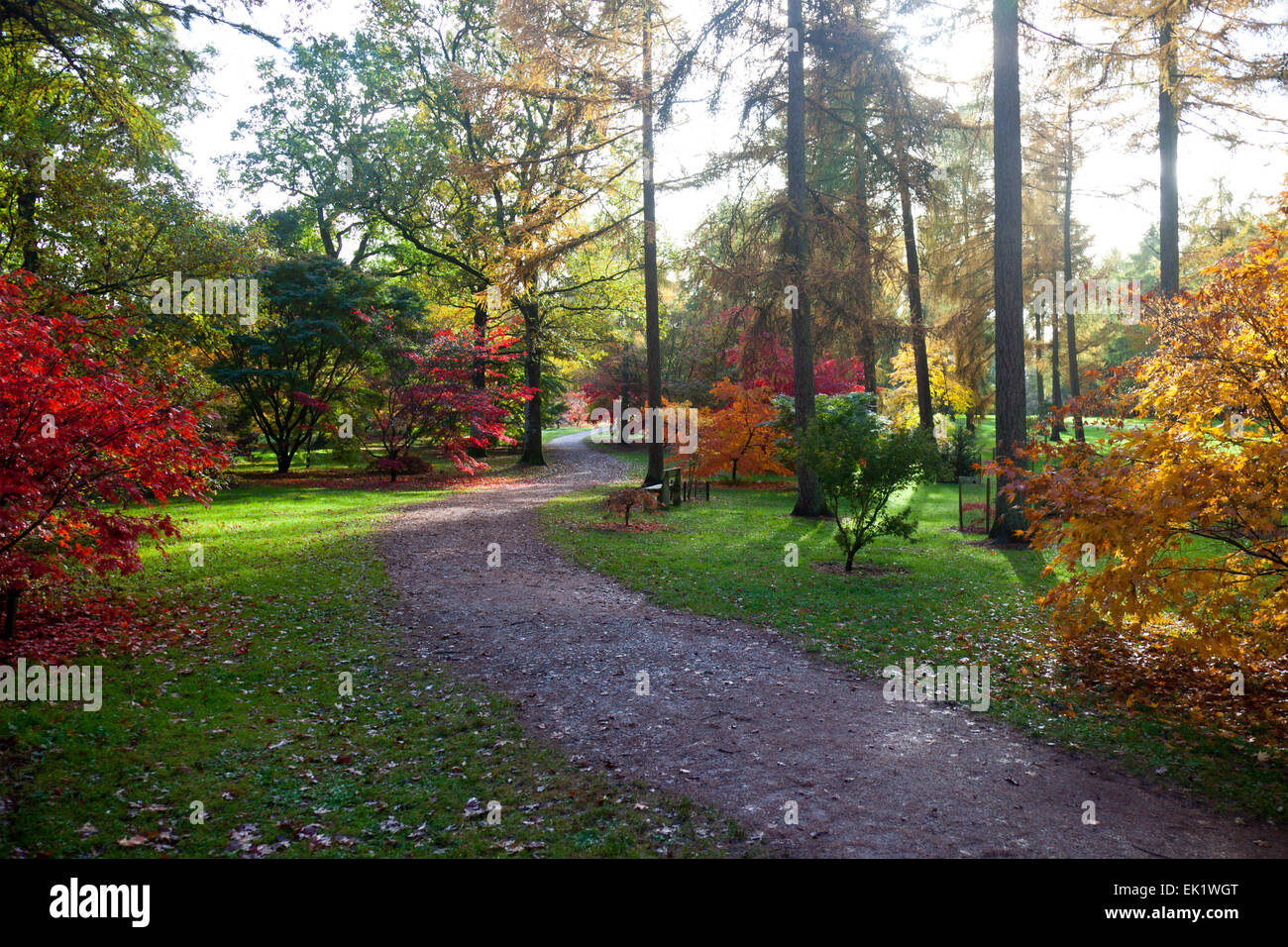 Autumn colour in Silk Wood at Westonbirt Arboretum, Gloucestershire, England, UK Stock Photo