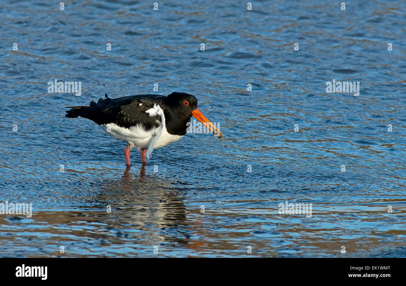 Oyster CatcherHaematopus ostralegus feeding. Spring. Uk Stock Photo
