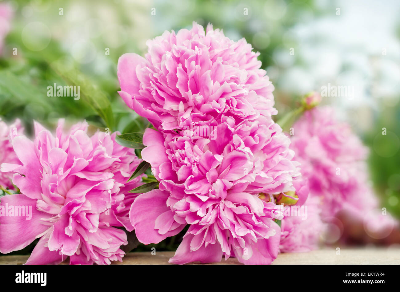 Large blooms of peony Stock Photo Alamy