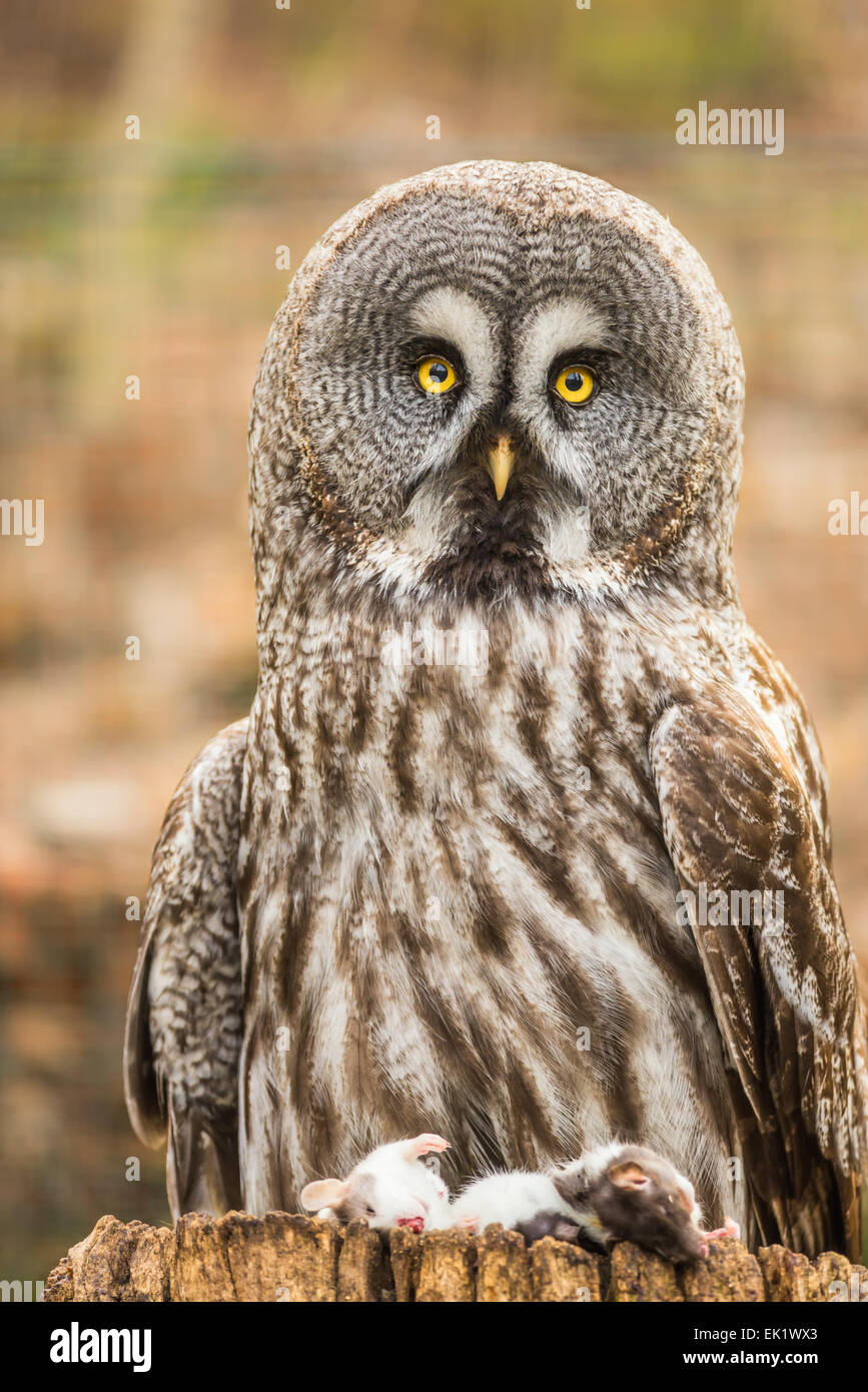 Great Grey Owl (Strix nebulosa)  with dead mice in a forest Stock Photo