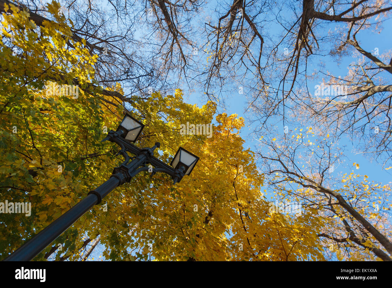 Fall autumn trees in park Stock Photo