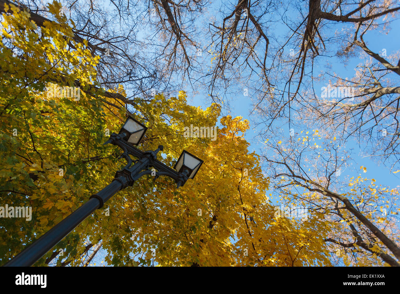 Fall autumn trees in park Stock Photo - Alamy