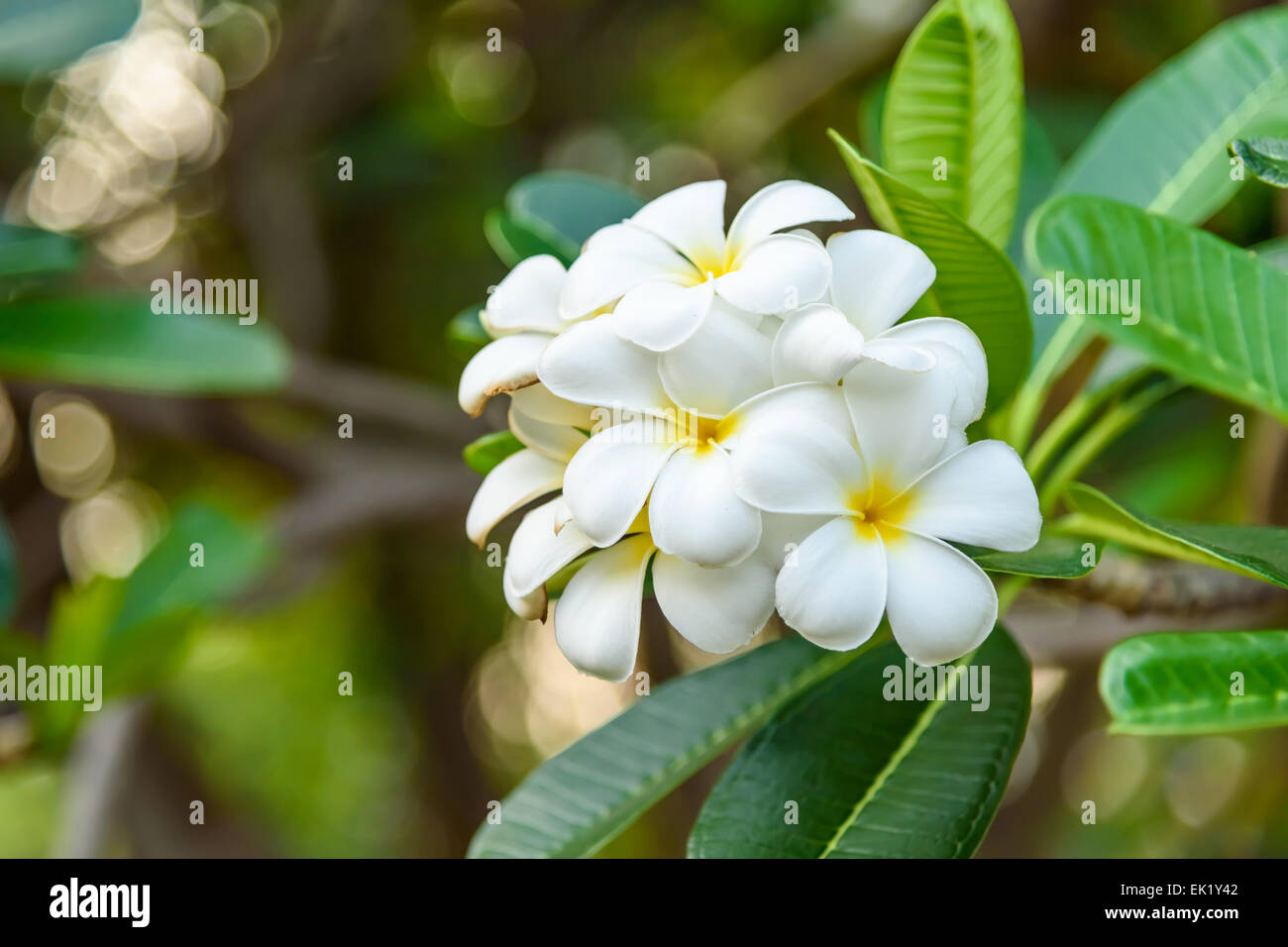 Beautiful White and yellow Frangipani flowers, Apocynaceae Family Stock Photo