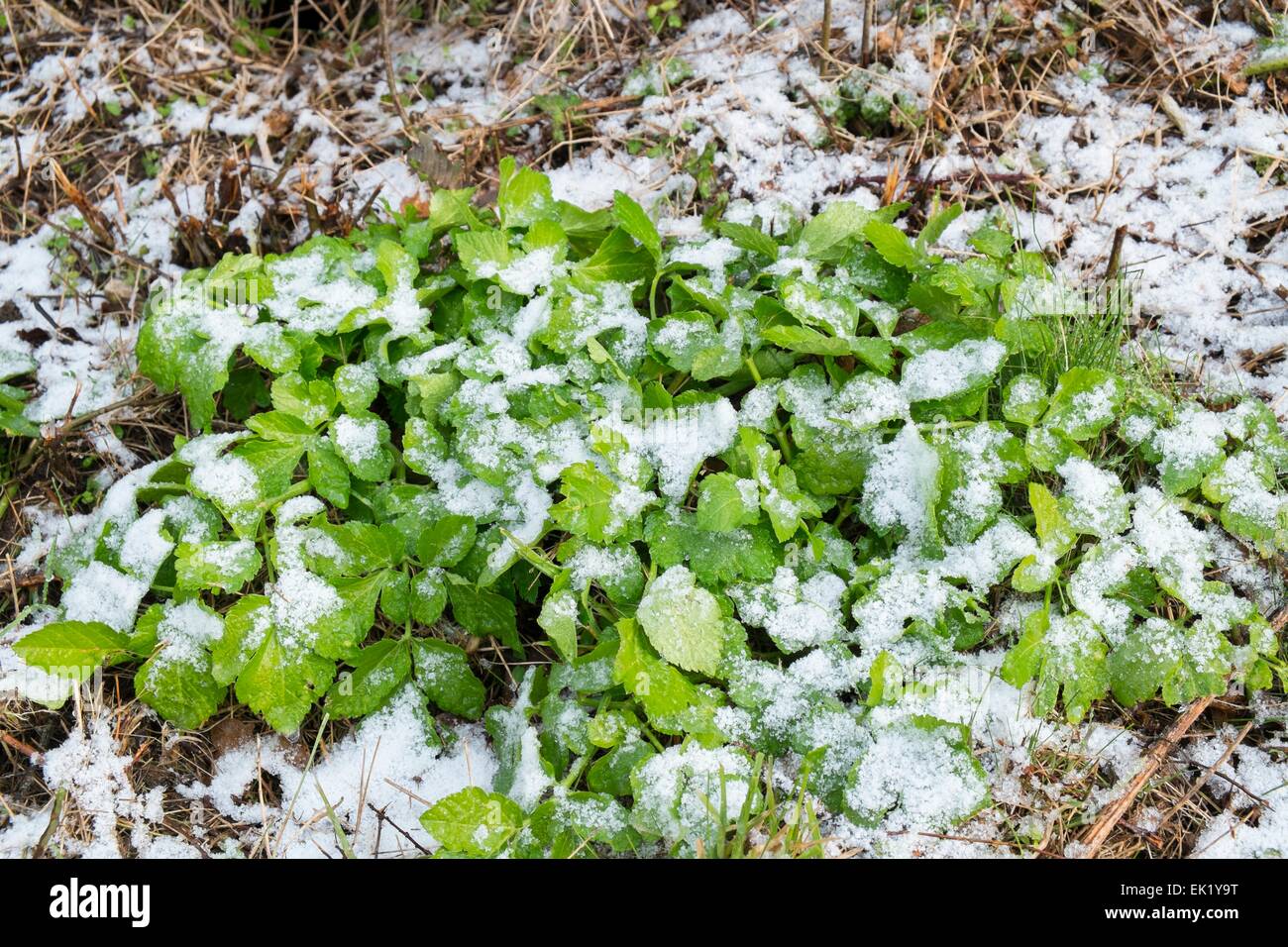 Alexanders - Smyrnium olusatrum, new growth with covering of snow, Norfolk, England, January Stock Photo