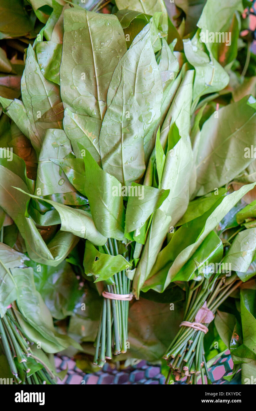 Gnetum Gnemon Hi Res Stock Photography And Images Alamy Gnetum Gnemon Hi Res Stock Photography And Images Alamy