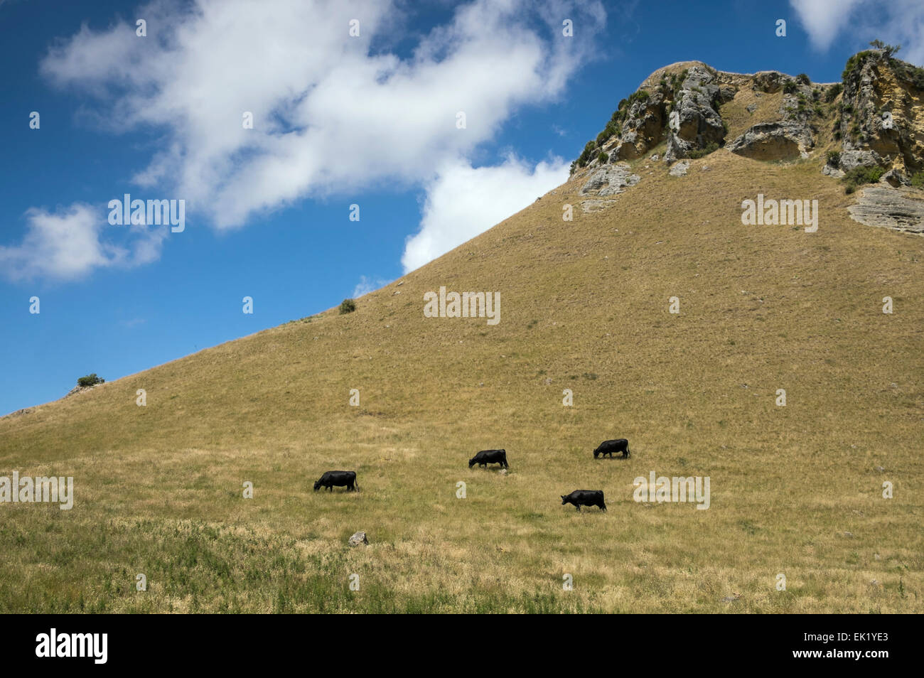 Black cows grazing on a hillside pasture near Te Mata, New Zealand. Black and white version EK1YEB Stock Photo