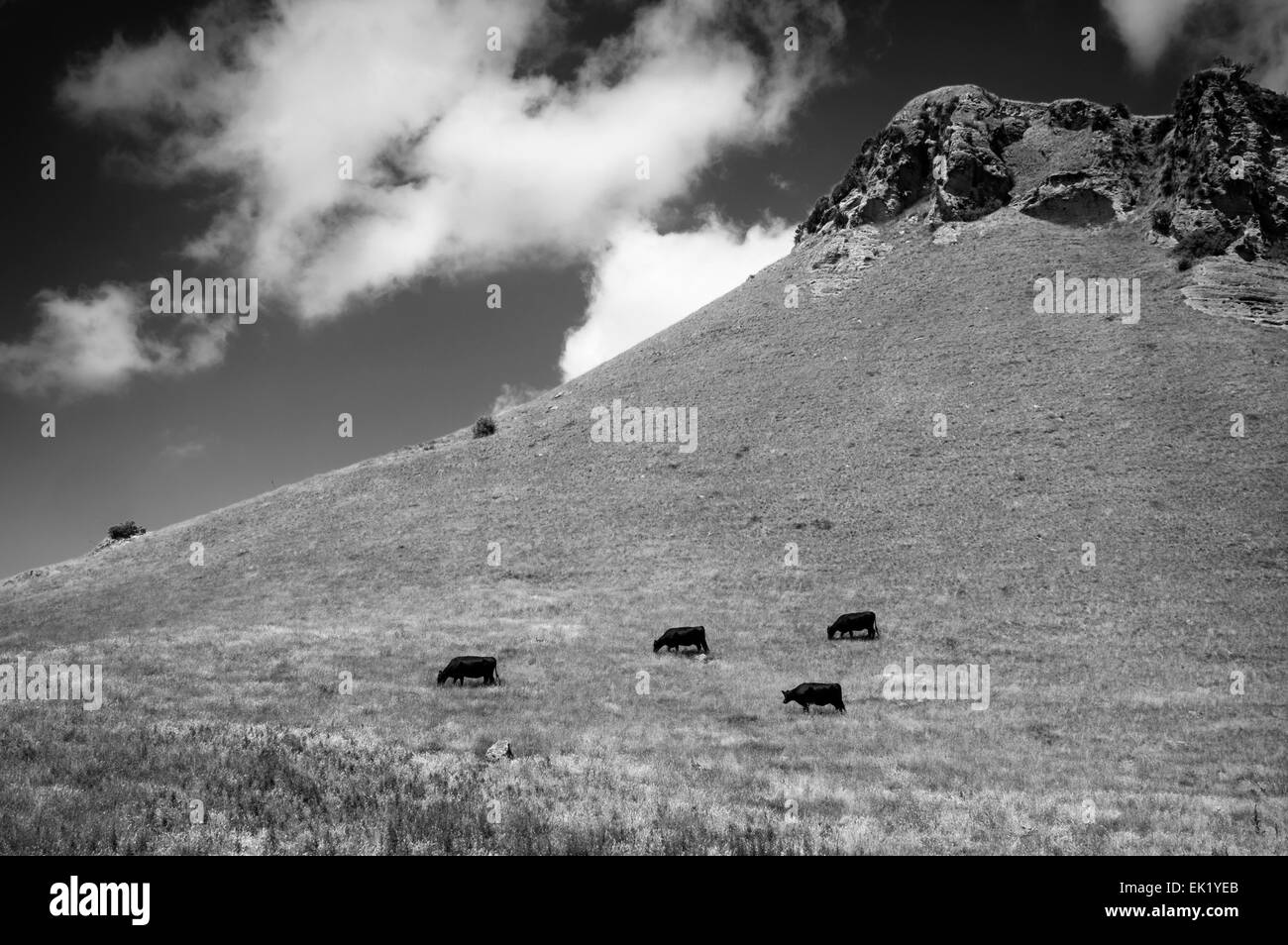 Black cows grazing on a hillside pasture near Te Mata, New Zealand. Color version EK1YE3 Stock Photo