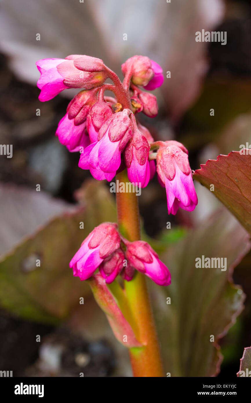 Spring flower head of the leathery leaved, evergreen perennial, Bergenia 'Bressingham Ruby' Stock Photo