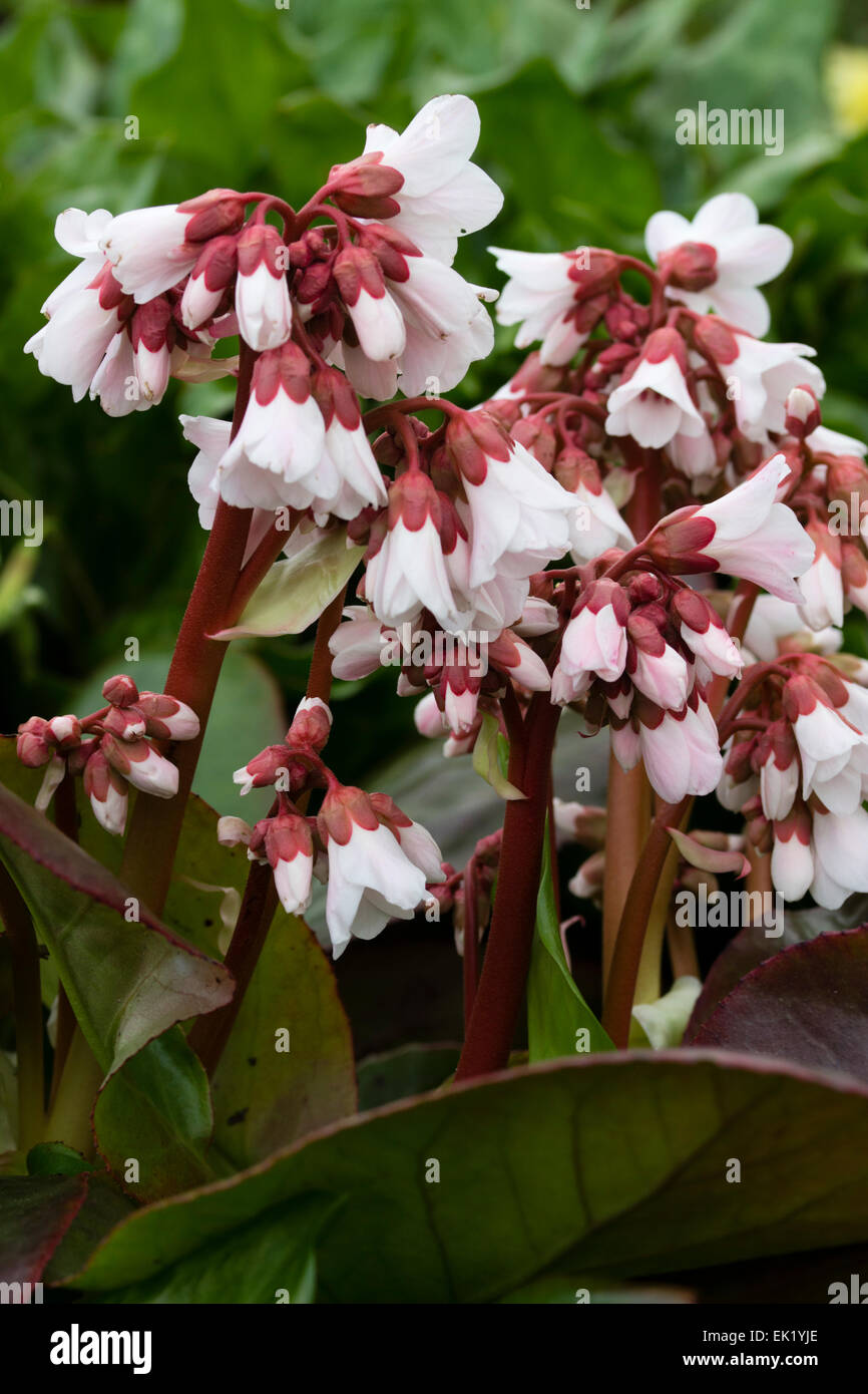 White flowers of the early spring flowering Bergenia 'Pink Ice', a hybrid between B. ciliata and B. emeiensis Stock Photo