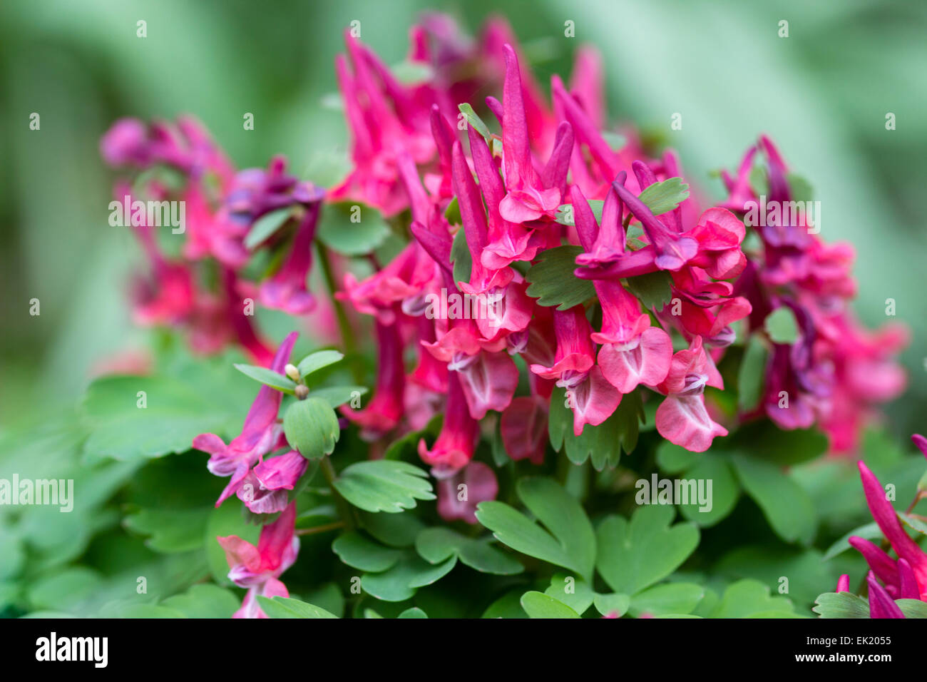 Spurred red-pink flowers of the early spring flowering Corydalis solida 'George Baker' Stock Photo