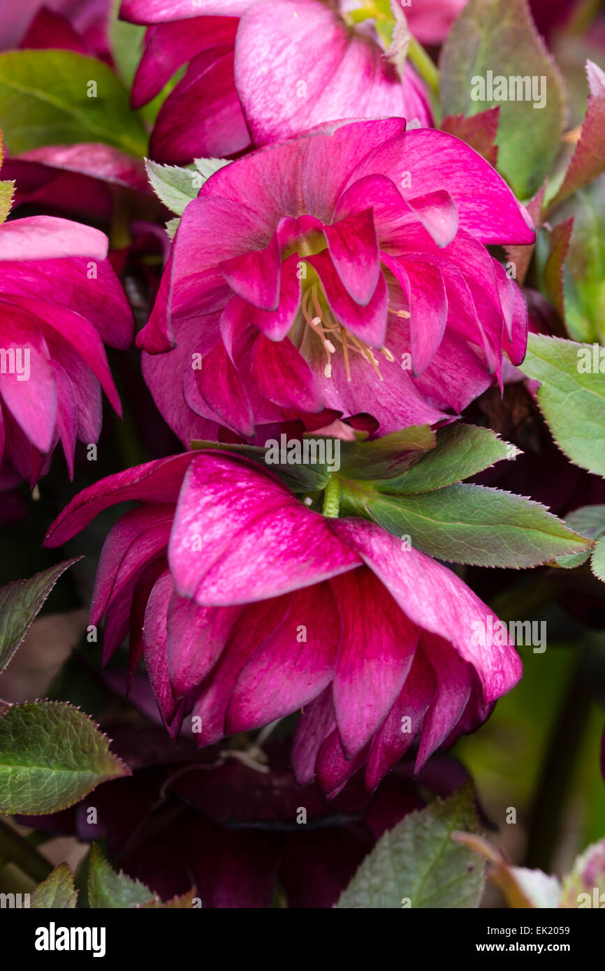Double flowers of the early spring flowering lenten rose, Helleborus orientalis 'Harvington Double Red' Stock Photo