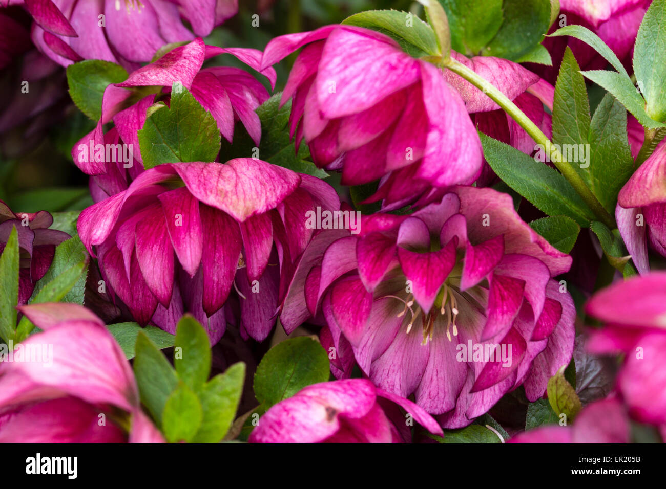 Double flowers of the early spring flowering lenten rose, Helleborus orientalis 'Harvington Double Red' Stock Photo