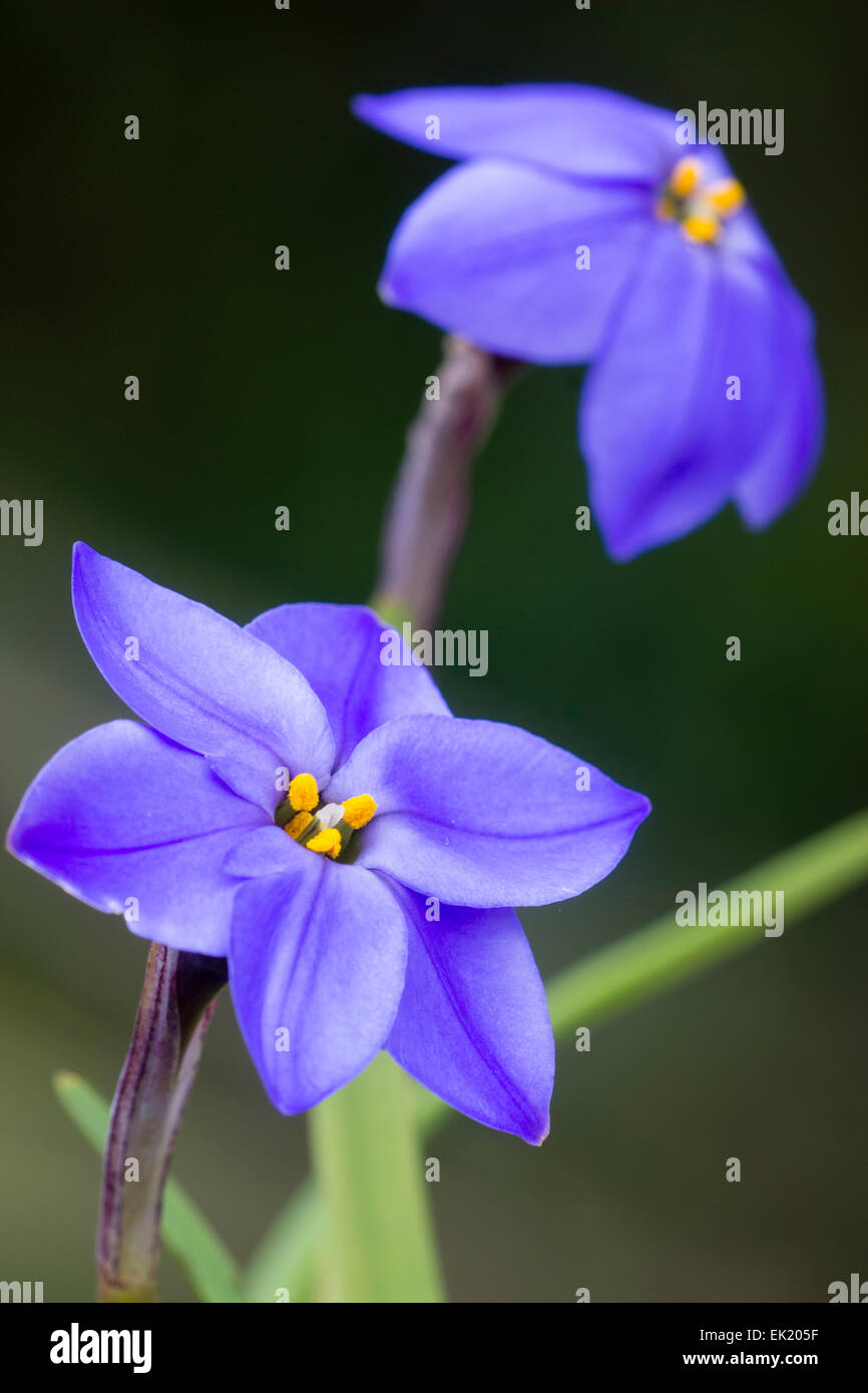 Flowers of the spring bulb, Ipheion uniflorum 'Jessie' Stock Photo