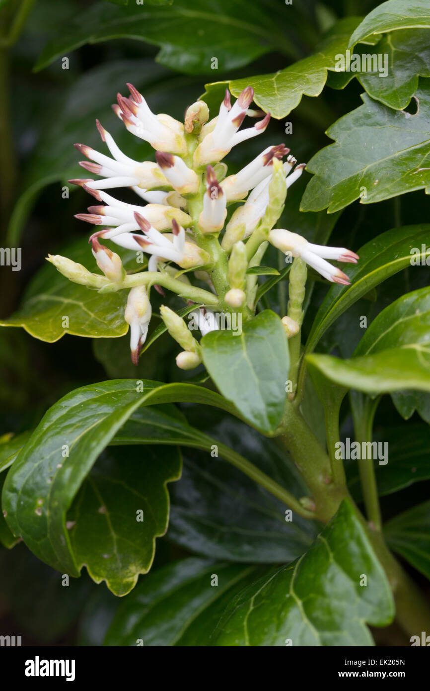 Early spring flowers of the evergreen carpeter, Pachysandra terminalis 'Green Carpet' Stock Photo