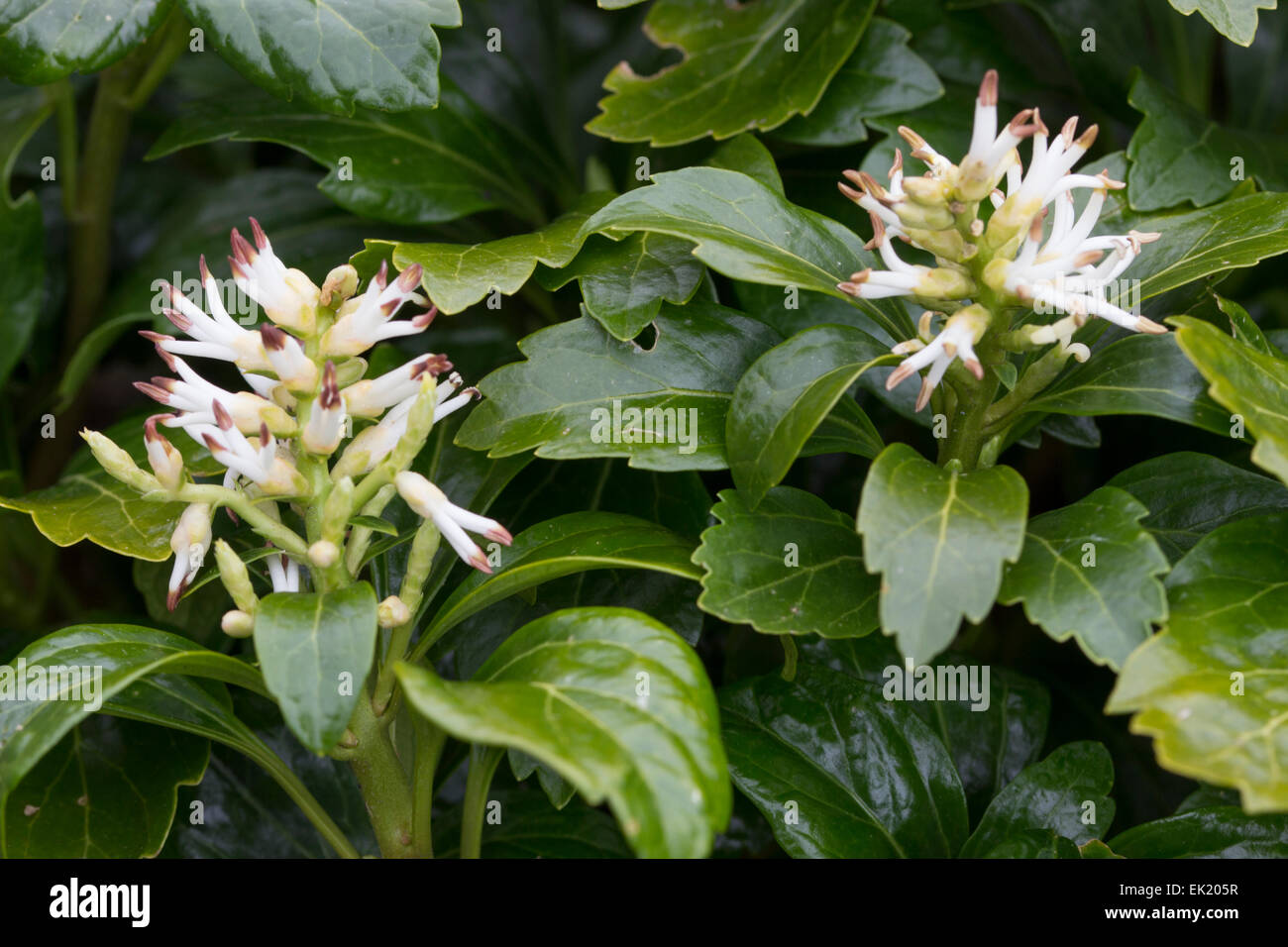 Early spring flowers of the evergreen carpeter, Pachysandra terminalis 'Green Carpet' Stock Photo