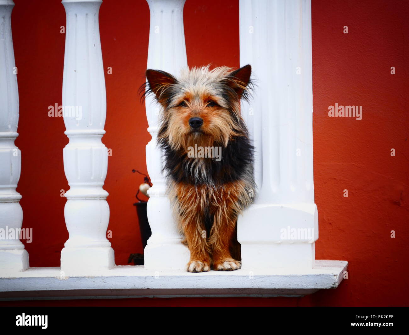 Dog watching landscape from Balcony Stock Photo