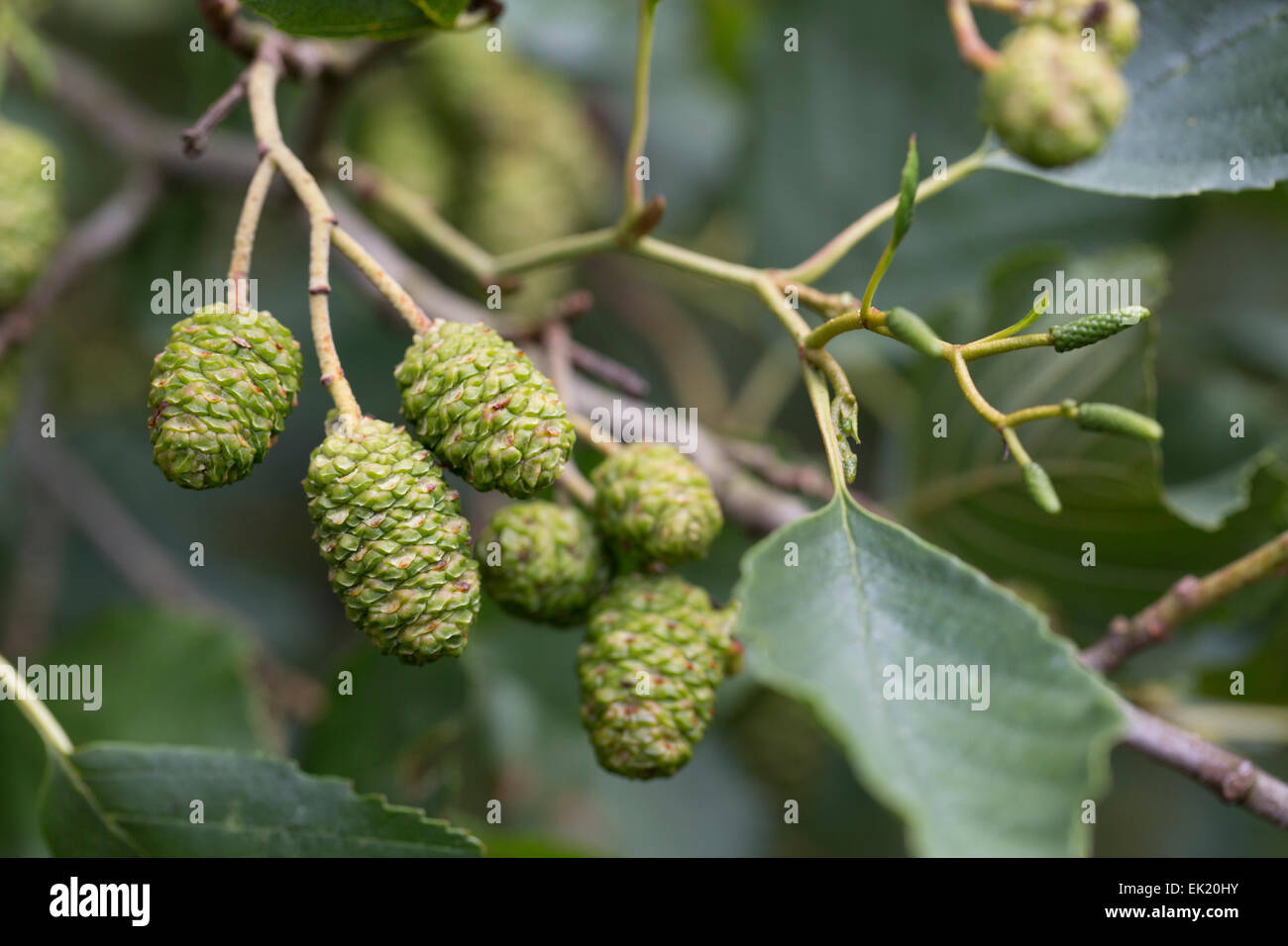 Alder Cones Alnus glutinosa Cornwall; UK Stock Photo