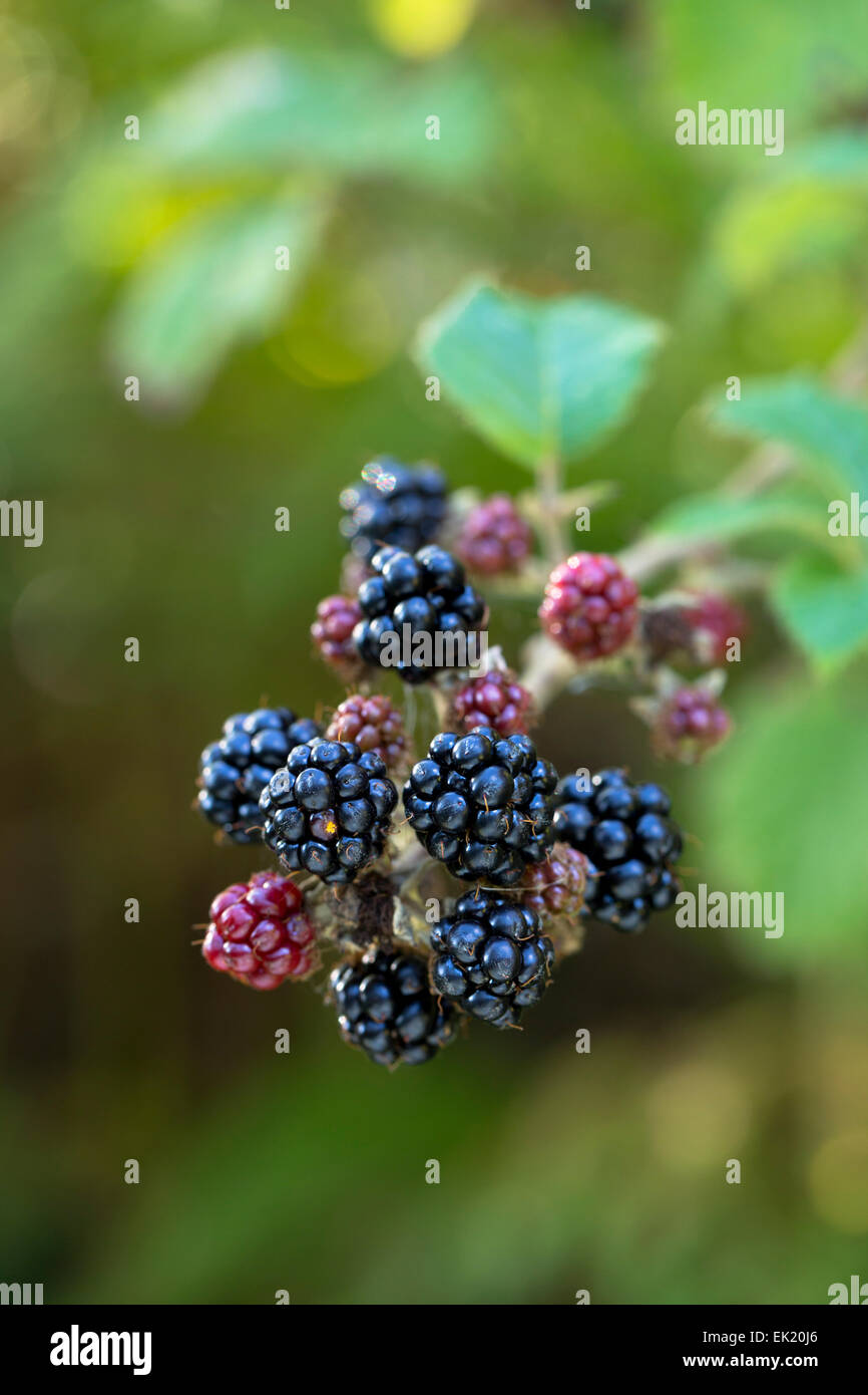 Blackberries Rubus fruticosus Fruit; Autumn; UK Stock Photo