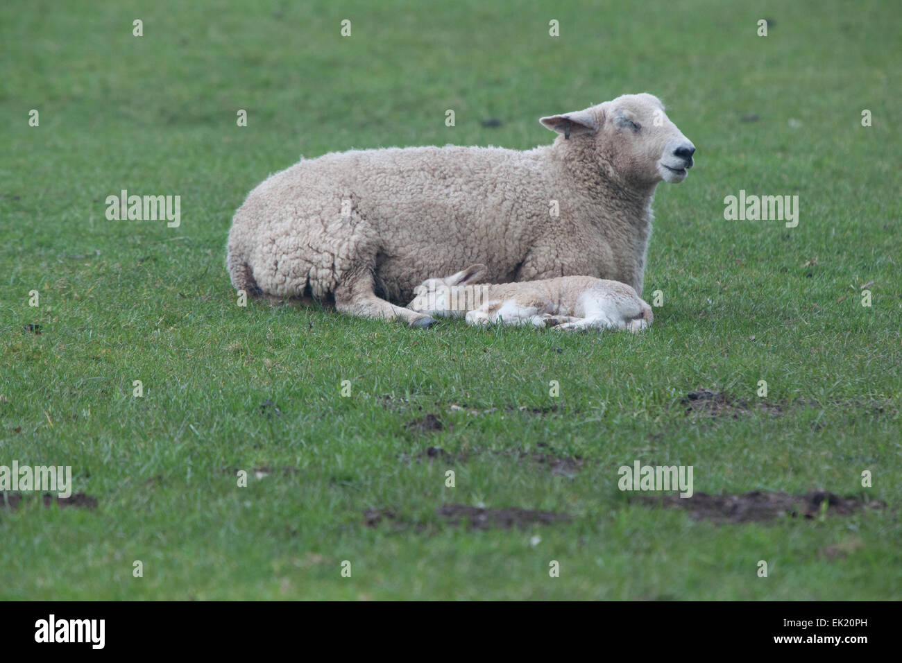 lamb sleeping Stock Photo