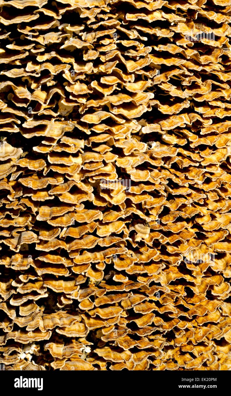 Layers of orange tree fungus background texture. Stock Photo