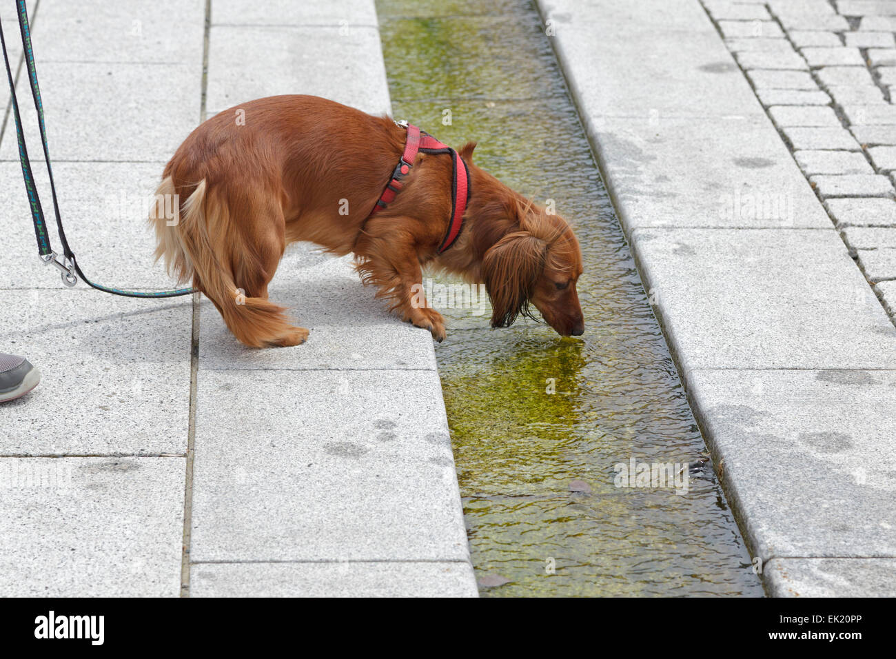 Water sausage hires stock photography and images Alamy