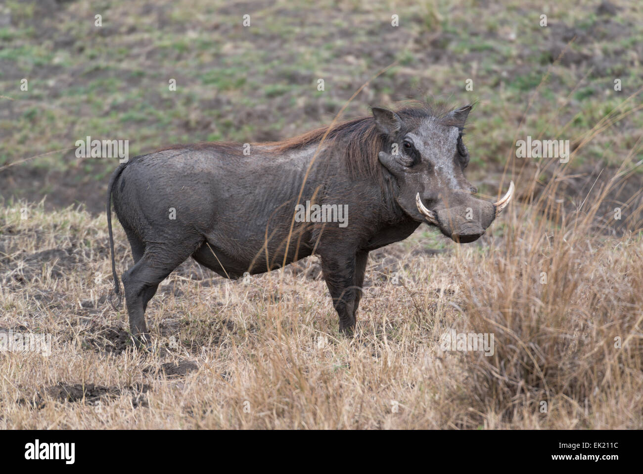 Alone pig hi-res stock photography and images - Page 3 - Alamy Alone pig hi-res stock photography and images - Page 3 - Alamy