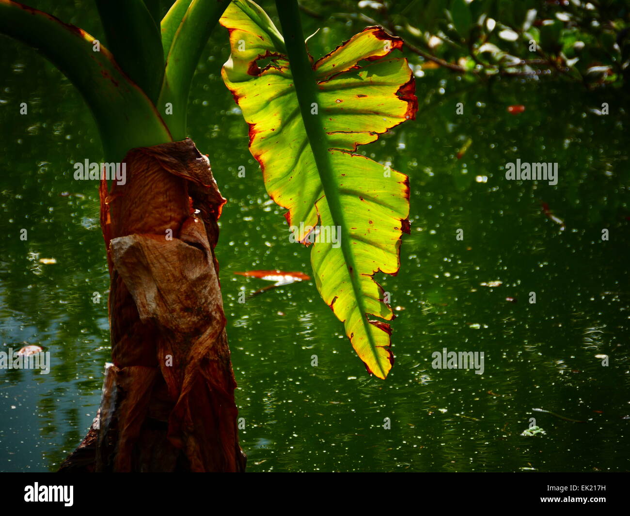 Big Banana leaf hanging above green water Stock Photo