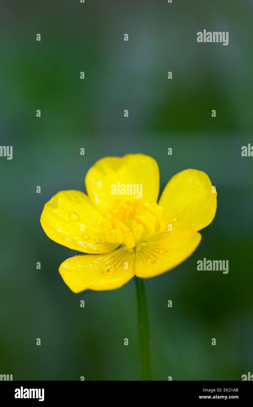 Buttercup; Spring; UK Stock Photo