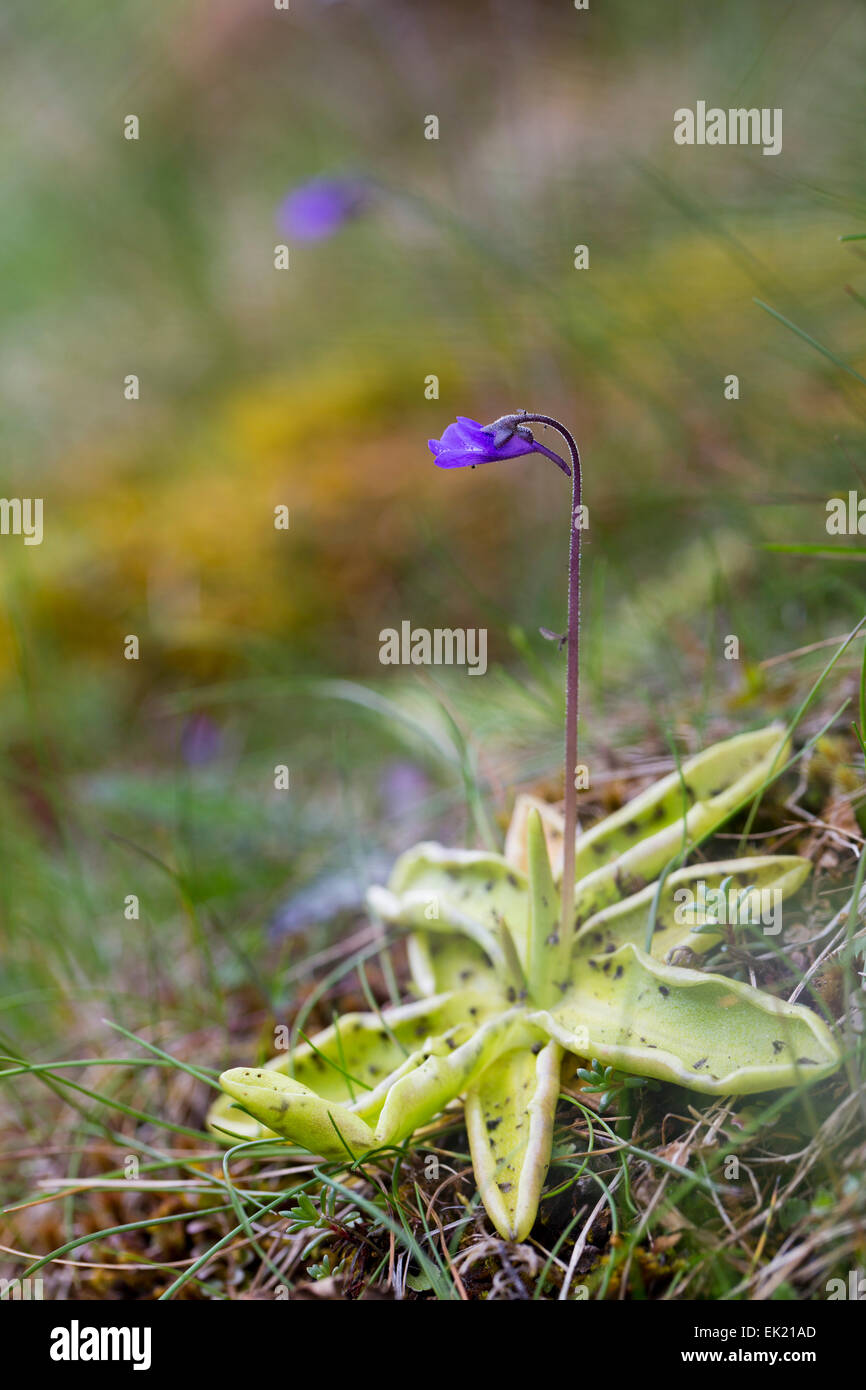 Butterwort; Pinguicula vulgaris; Flower Cumbria; UK Stock Photo