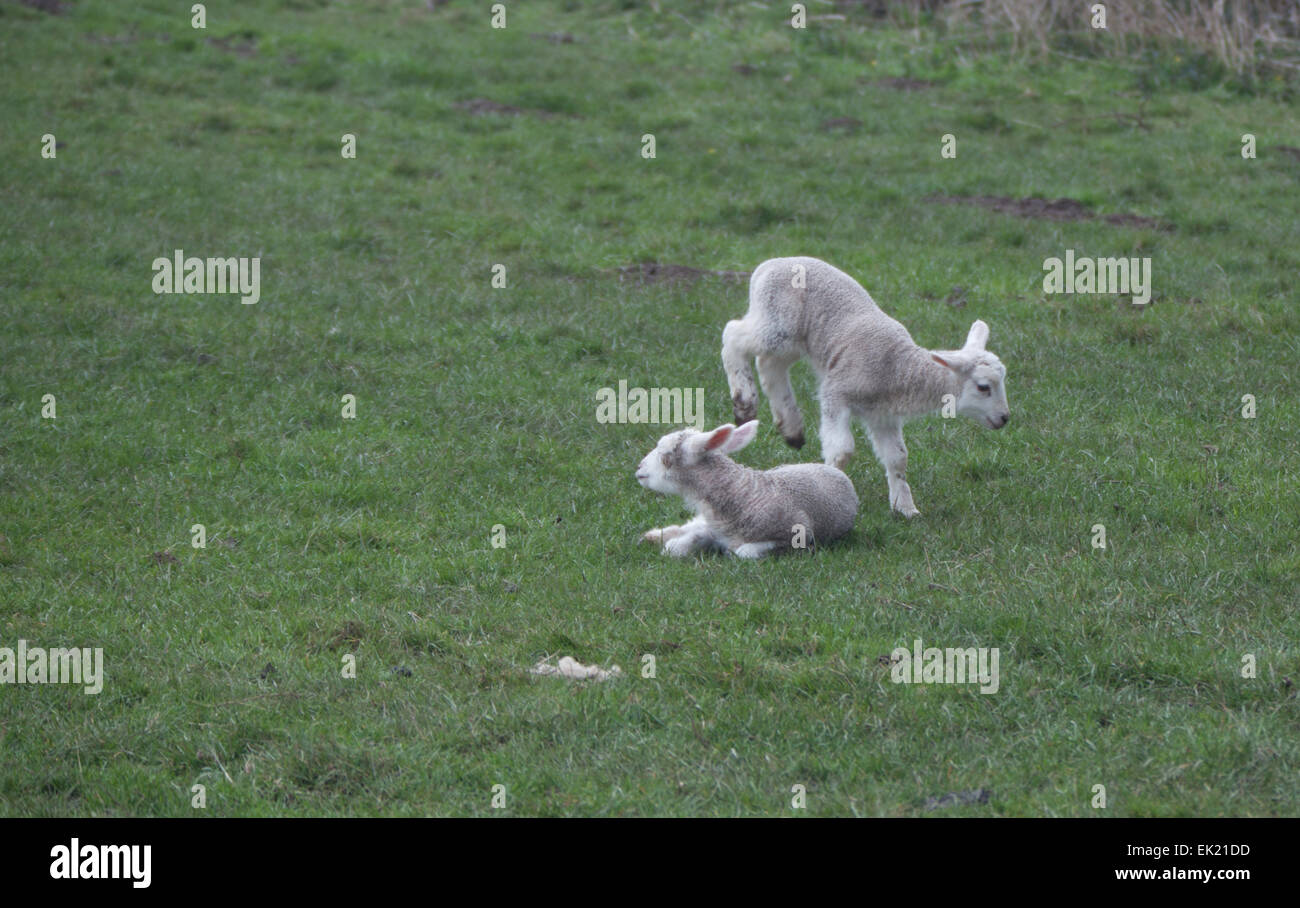 lambs jumping Stock Photo