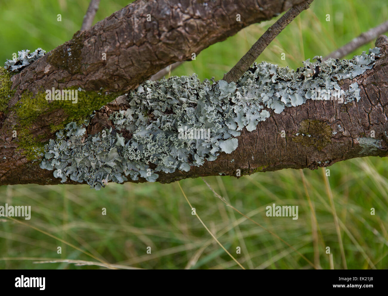 Parmotrema perlatum growing on branch. Stock Photo